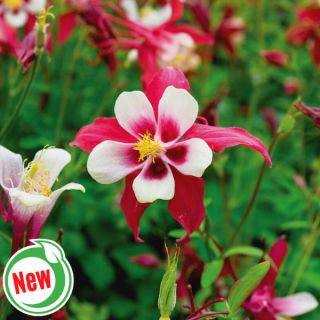 Crimson Star Columbine Thumbnail